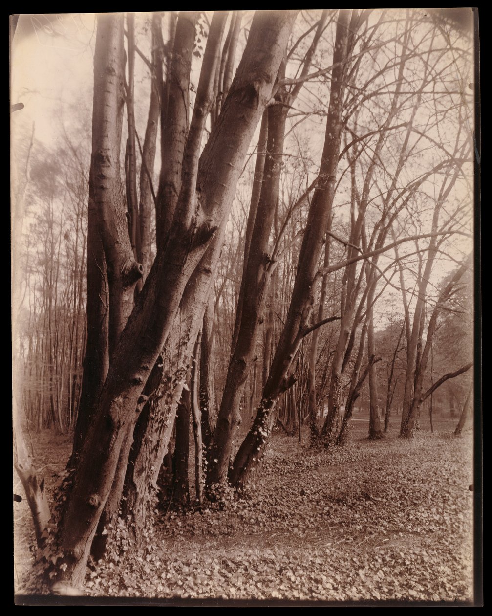 O parque de Saint-Cloud de Eugène Atget