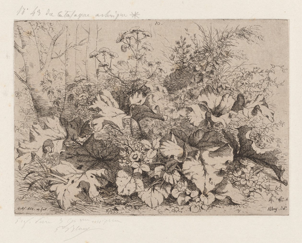 Bardana em flor de Eugene Bléry