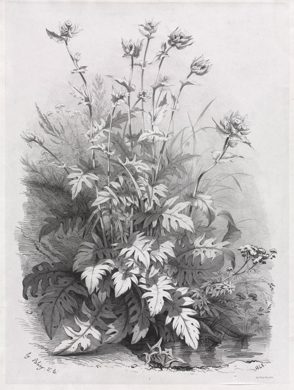 Grupos de várias plantas desenhadas após a natureza: No. 7 de Eugene Bléry