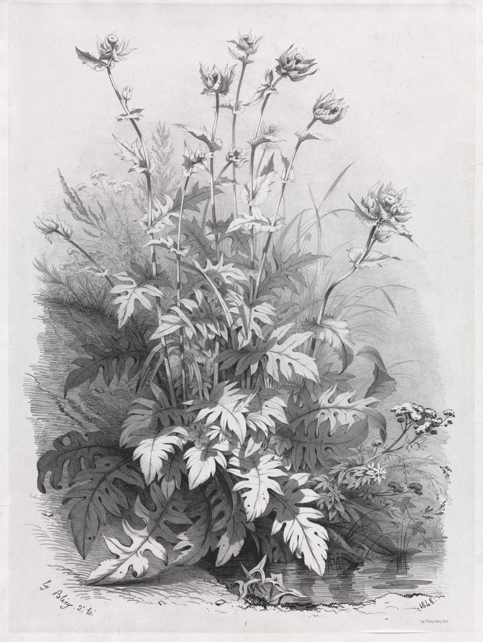 Grupos de várias plantas desenhadas após a natureza: nº 7, 1848. de Eugene Bléry