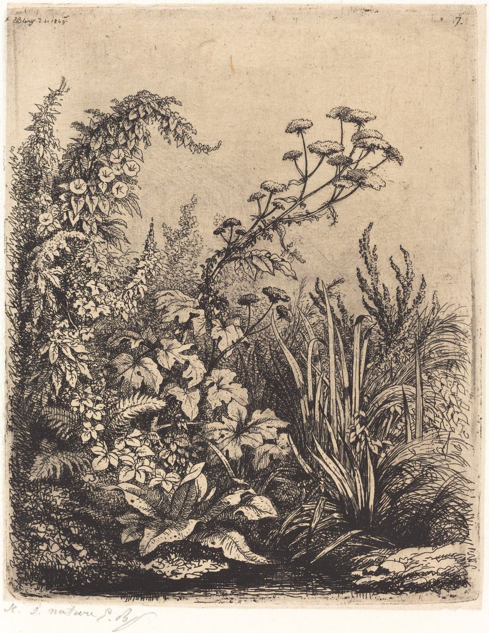 La petite berle aux liserons (pequena pastinaga com trepadeira) de Eugene Bléry