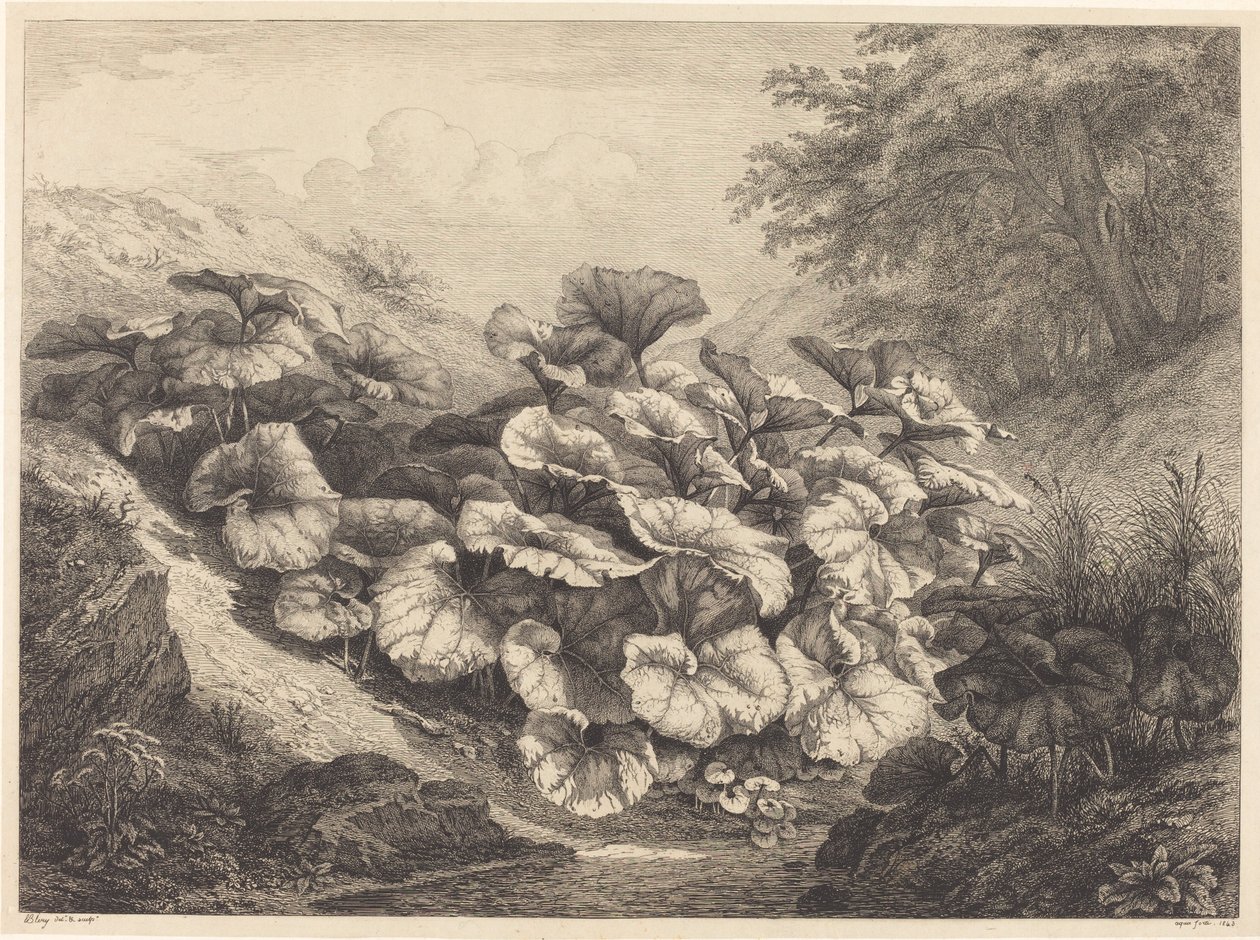 Coltsfoot grande de Eugene Bléry