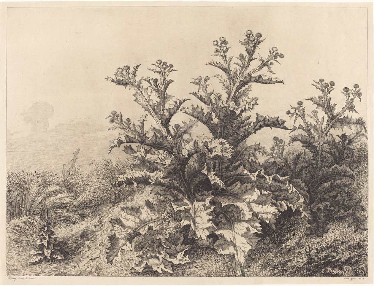 Cardo Grande, 1843. de Eugene Bléry