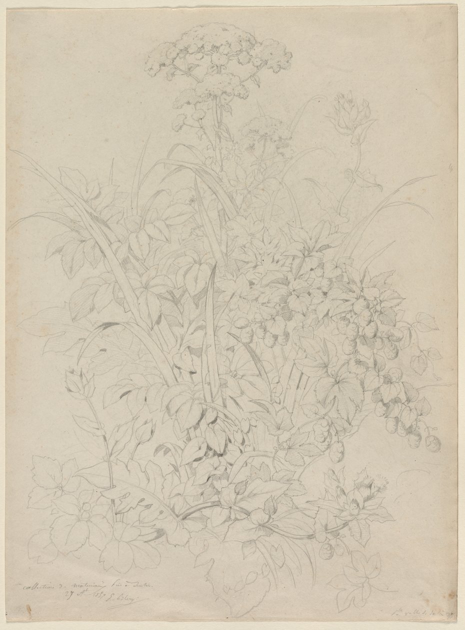 Estudo de plantas de Eugene Bléry