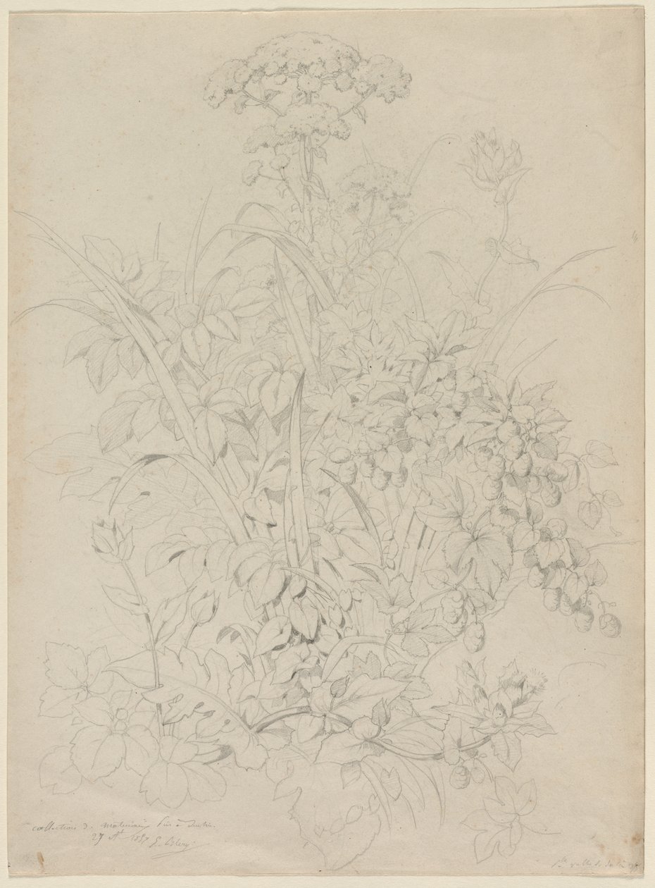 Plant Study, 1857. de Eugene Bléry