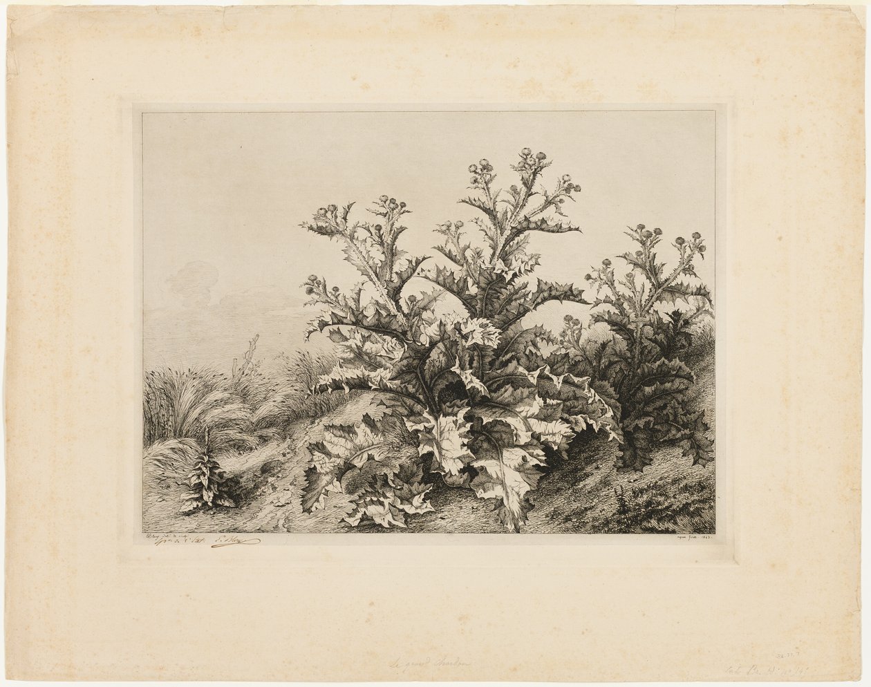 O Cardo Grande, prato três de Les quatres grandes plantes de Eugene Bléry