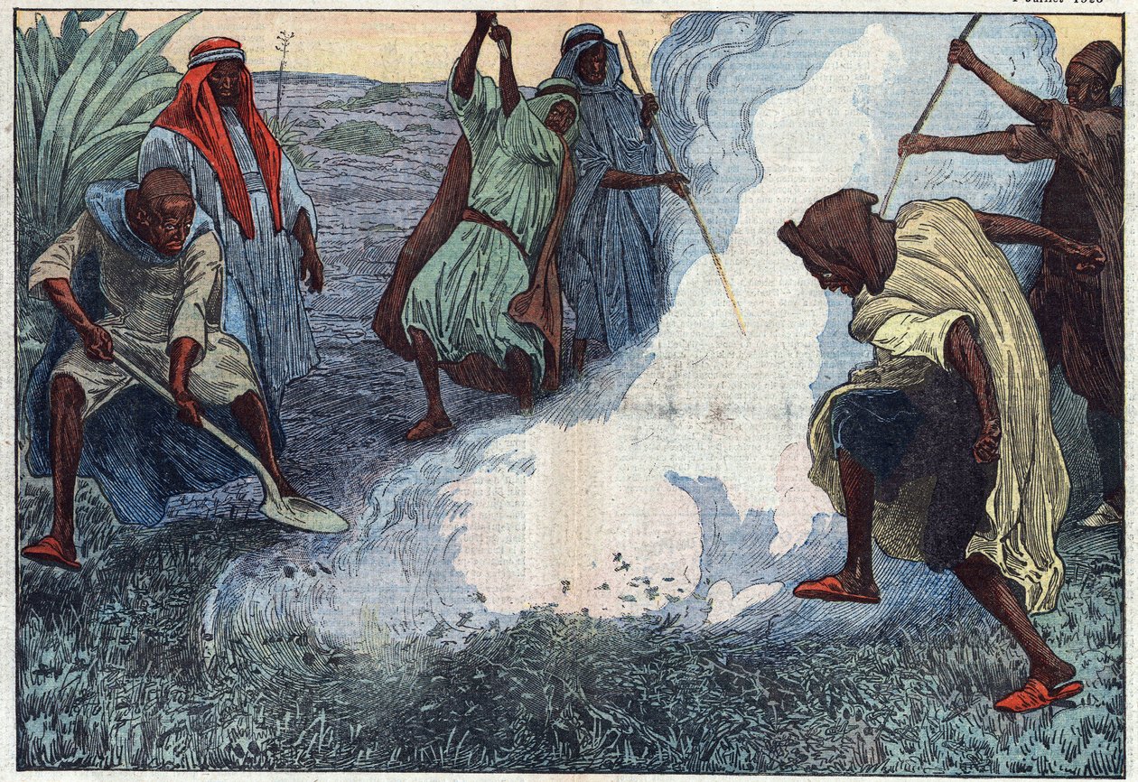 A destruição dos gafanhotos na Argélia: os árabes queimam-nos em meio a gritos e imprecações. Ilustração de Damblans. Em "Le Pelerin" de 4 de Julho de Eugene Damblans