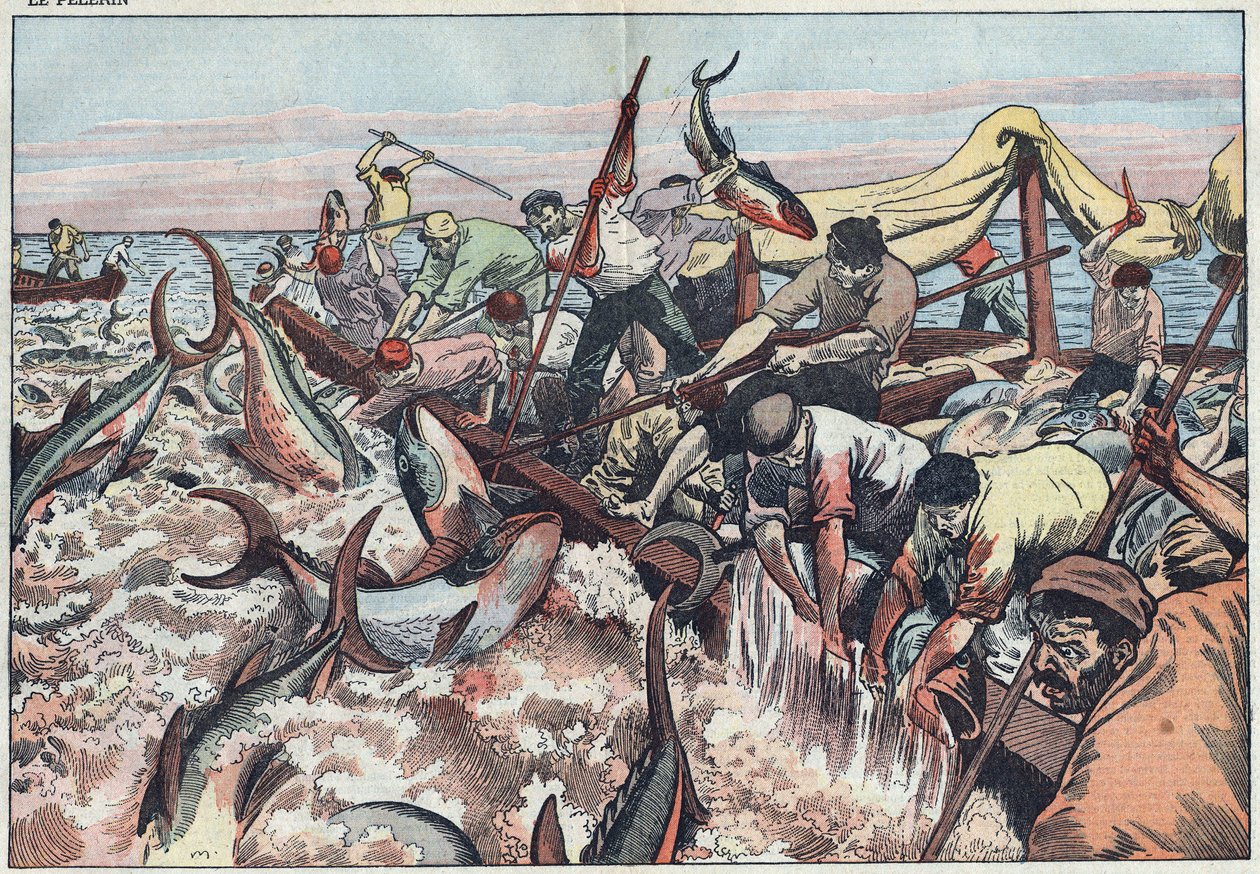 Pesca do atum na Tunísia - O atum é pescado na última rede conhecida como "corpo" é chocado com presas e batido no barco de pesca. Ilustração de Damblans. No "Le Pelerin" de 30 de agosto de Eugene Damblans