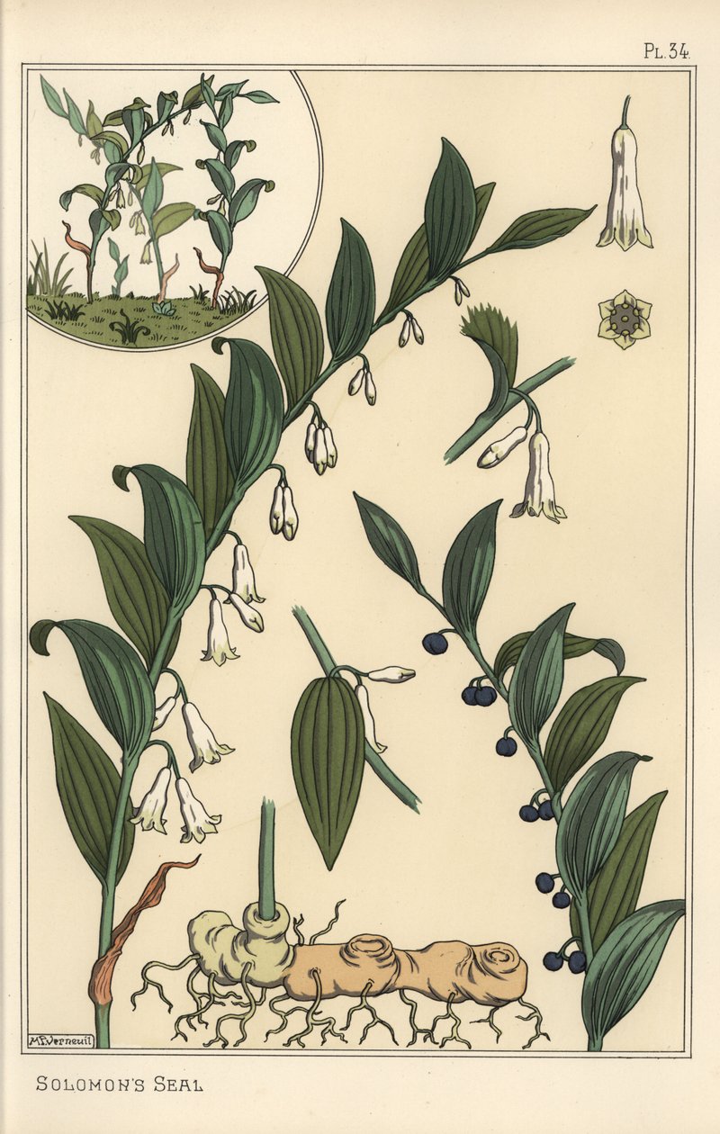 Ilustração botânica do selo de Salomão, Polygonatum multiflorum de Eugene Grasset