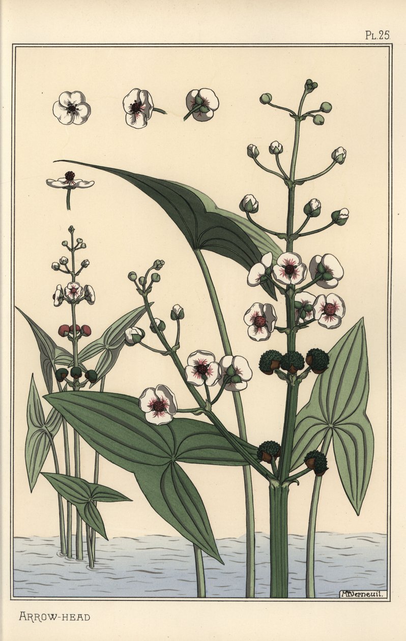 Ilustração botânica da ponta da seta, Sagittaria sagittifolia de Eugene Grasset