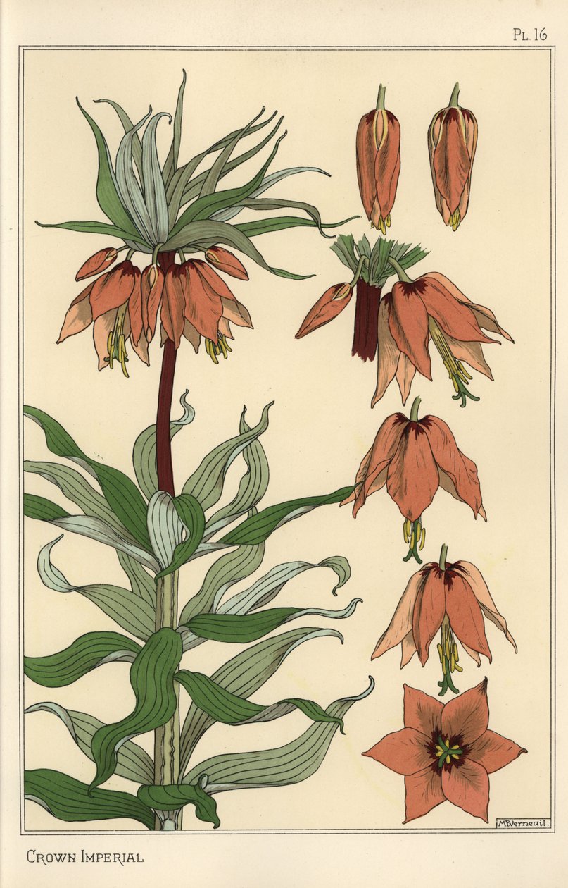 Ilustração botânica da flor imperial da coroa, Fritillaria imperialis de Eugene Grasset