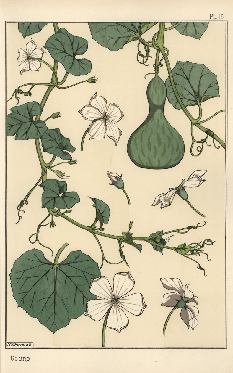 Ilustração botânica da cabaça de Eugene Grasset
