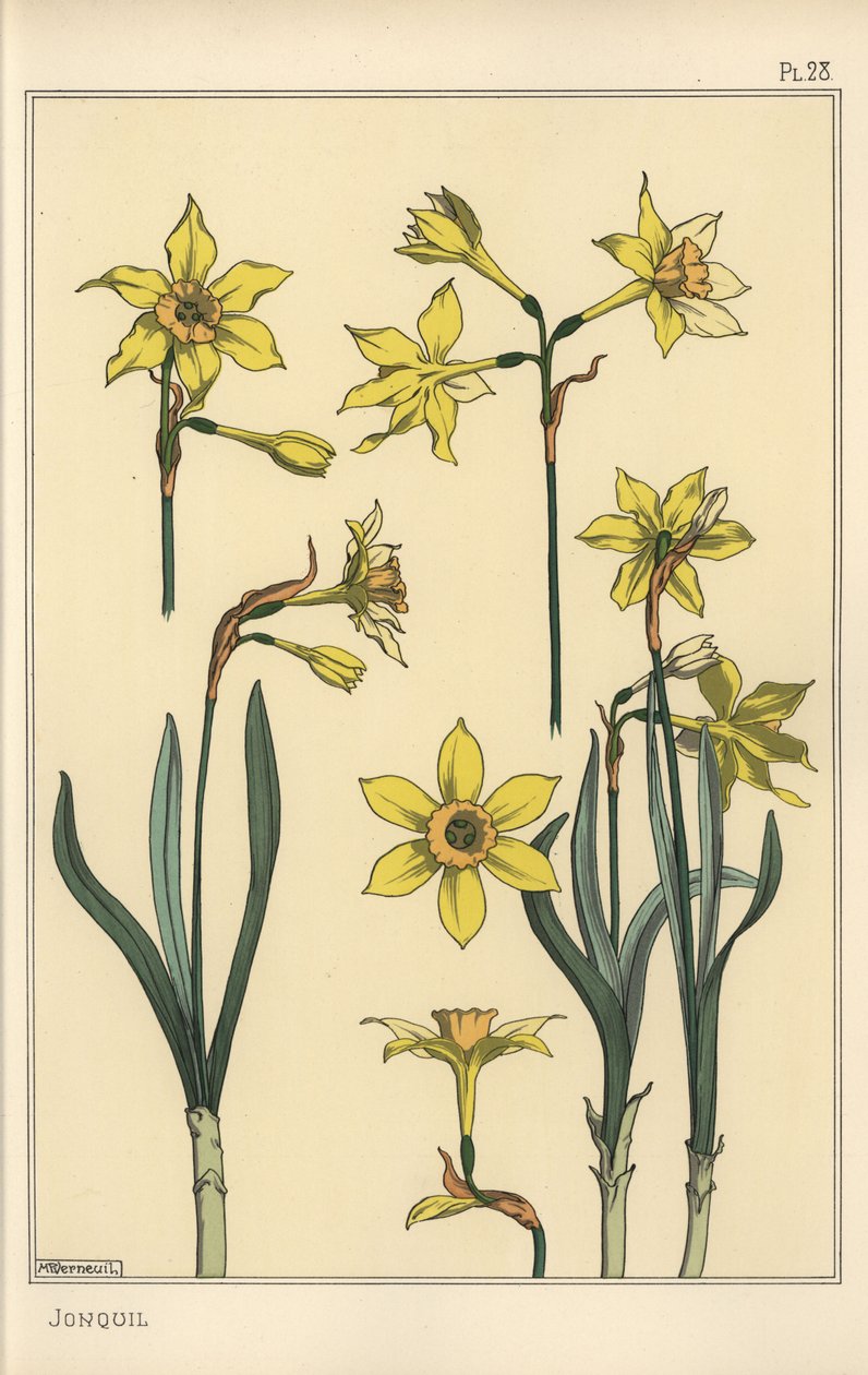 Ilustração botânica do jonquil, Narcissus jonquilla, mostrando partes de flor de Eugene Grasset