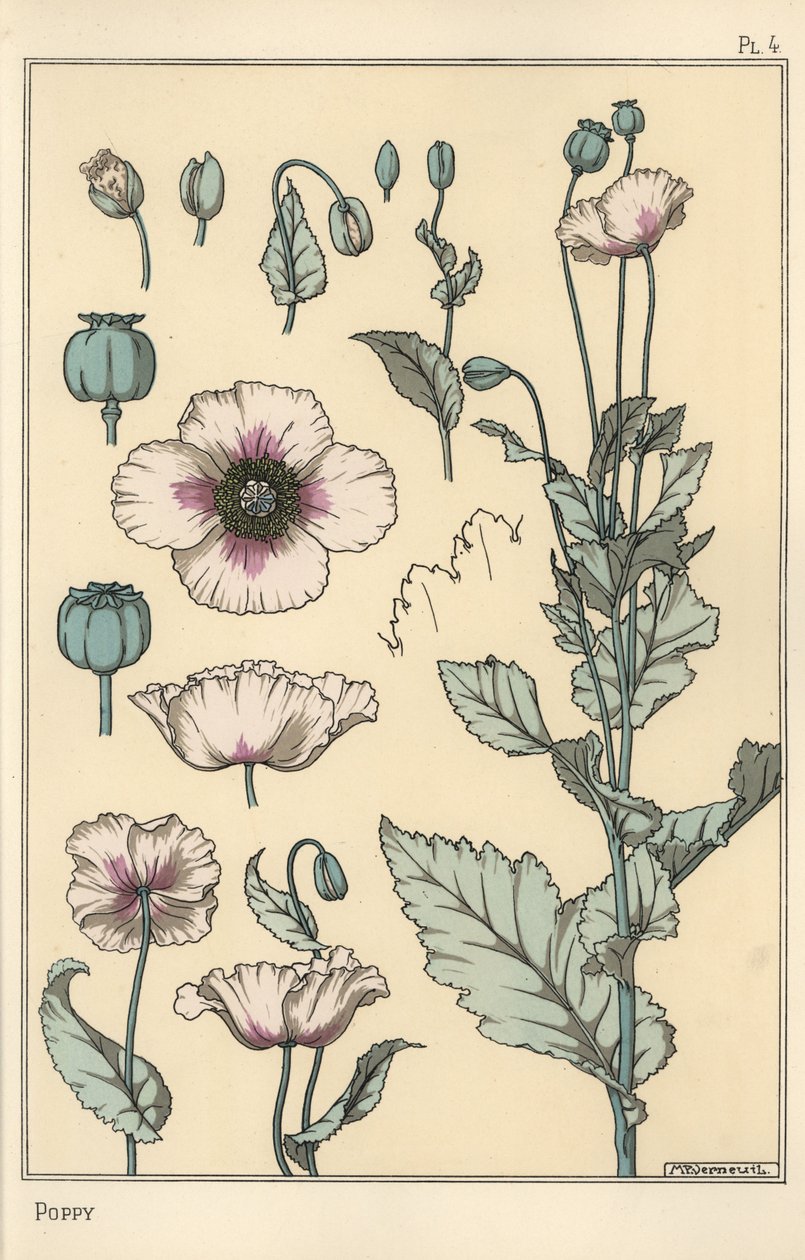 Ilustração botânica da papoila, com partes de flores, vagem de ópio de Eugene Grasset