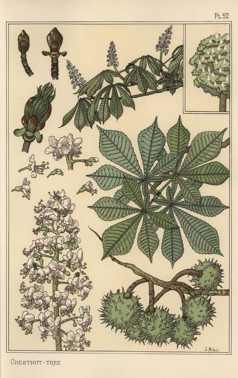 Estudo botânico do castanheiro de Eugene Grasset