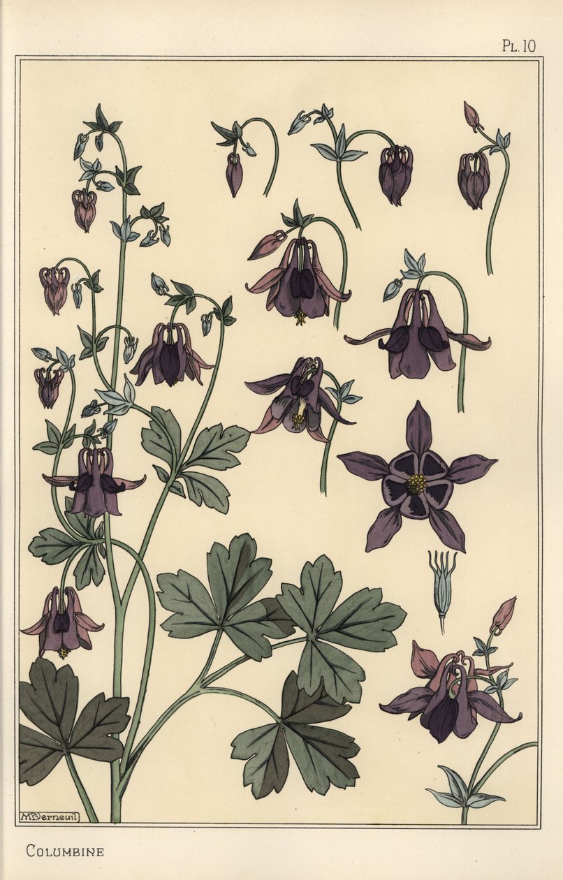 Columbine, Aquilegia vulgaris, partes de flores de Eugene Grasset