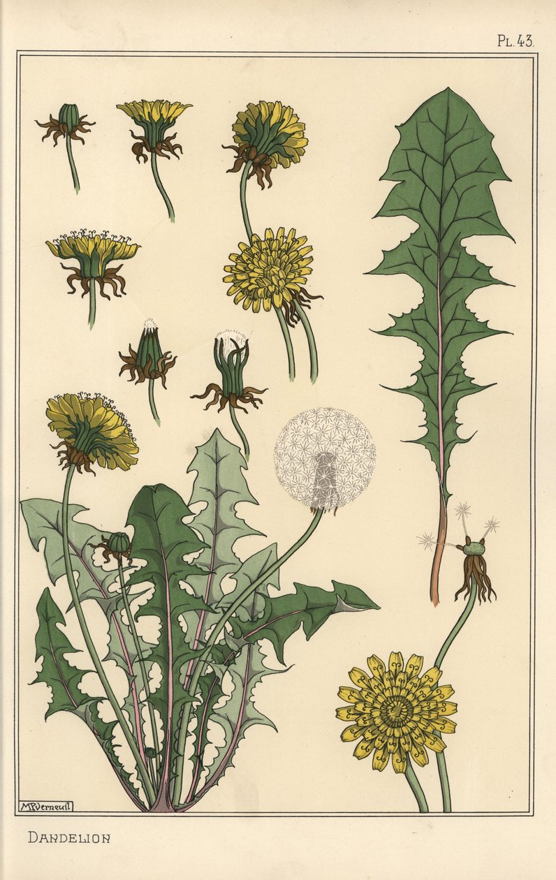 Estudo botânico do dente-de-leão de Eugene Grasset