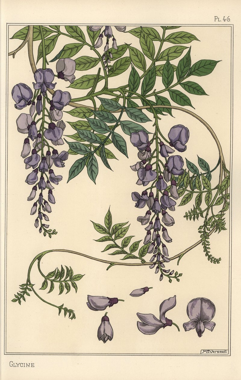 Estudo botânico Glycine de Eugene Grasset
