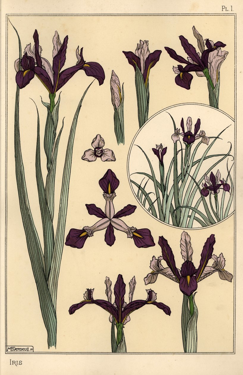 Iris plantas e partes de flores, com inset de Eugene Grasset