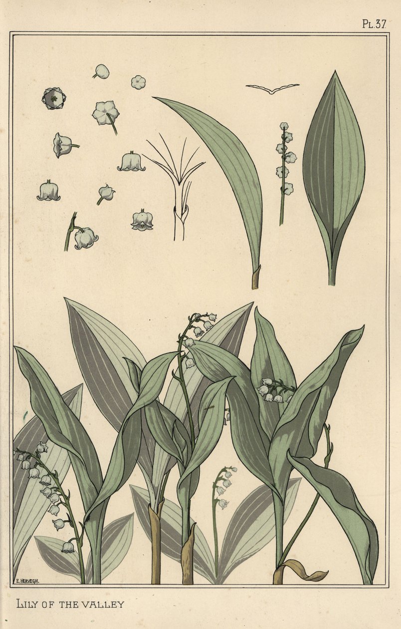 Lírio do vale, estudo botânico de Eugene Grasset