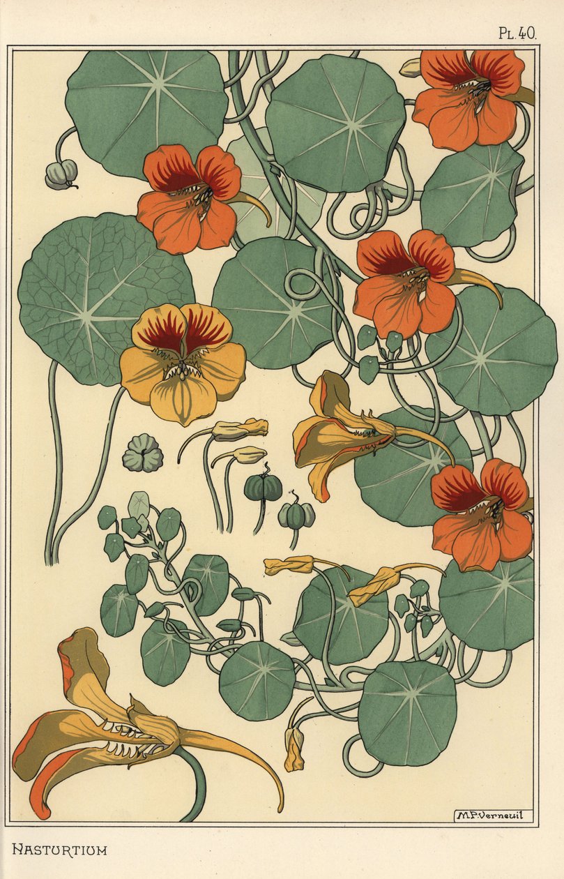 Estudo botânico do Nasturtium de Eugene Grasset