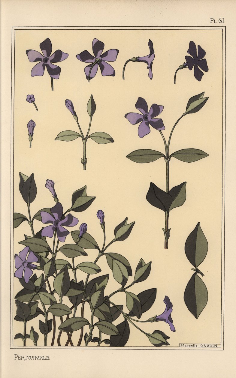 Estudo botânico Periwinkle de Eugene Grasset
