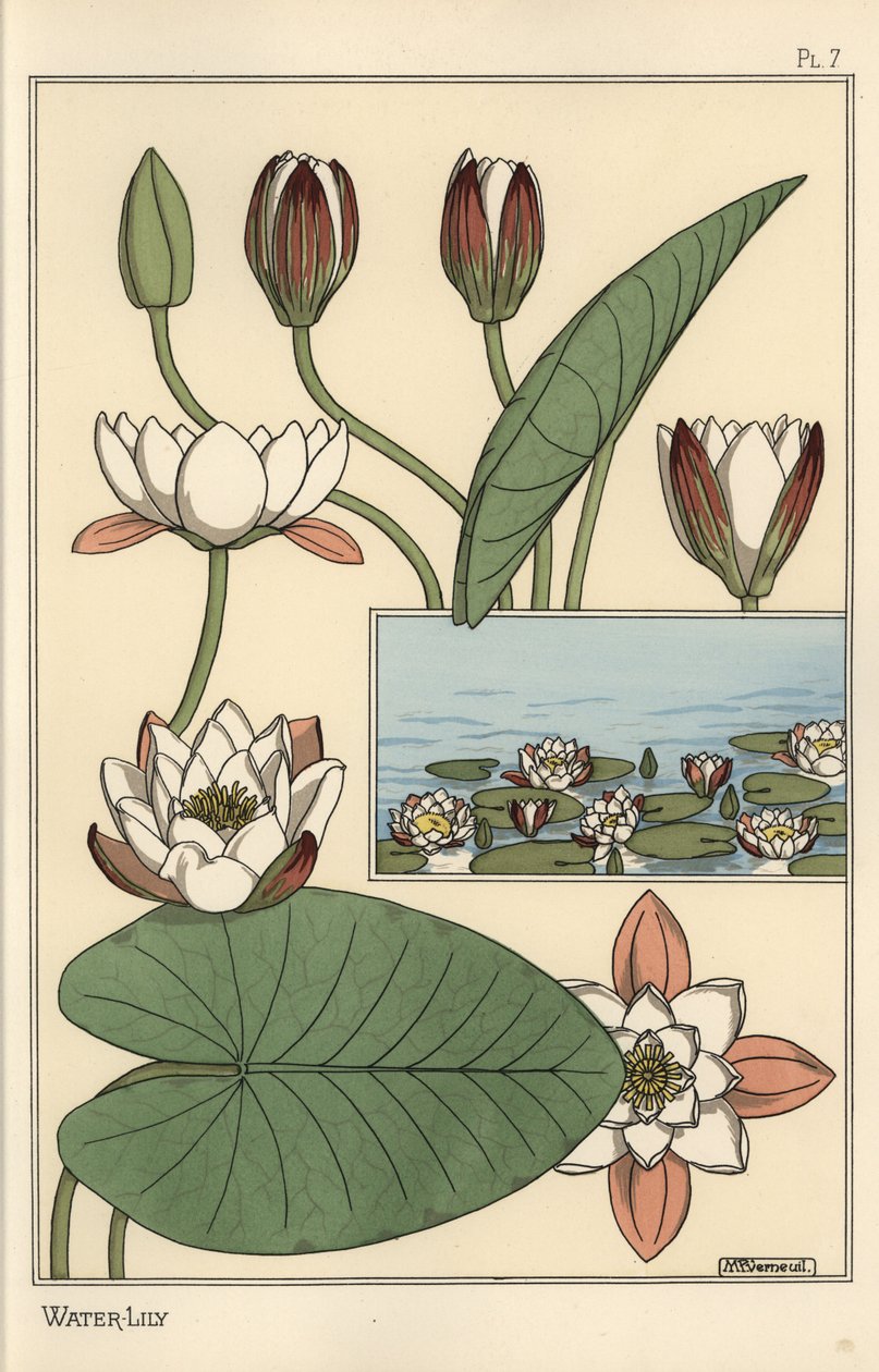 O lírio de água, Nelumbo lutea, e partes de flores de Eugene Grasset