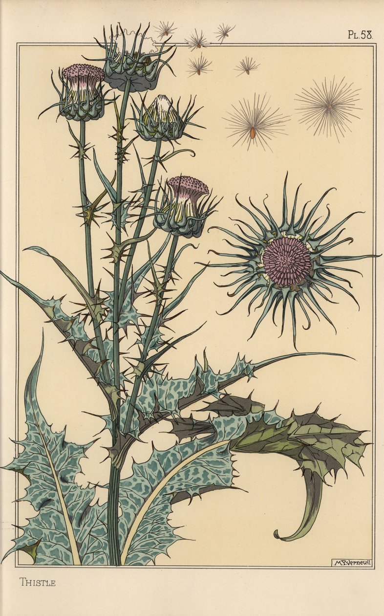 Estudo do cardo botânico de Eugene Grasset