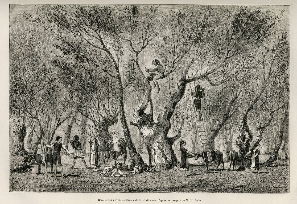 A coleção de azeitonas na região de Amphissa, desenho de E.Guillaume, para ilustrar a história de Henri Belle: Voyage en Greece de Eugene Guillaume