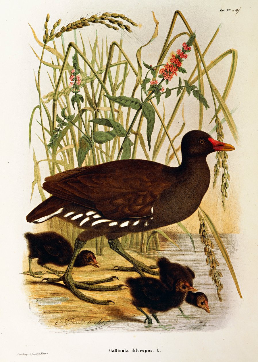Ilustração da "História Natural das Aves que Nidificam na Lombardia" de Eugenio Bettoni, representando o galinha-d