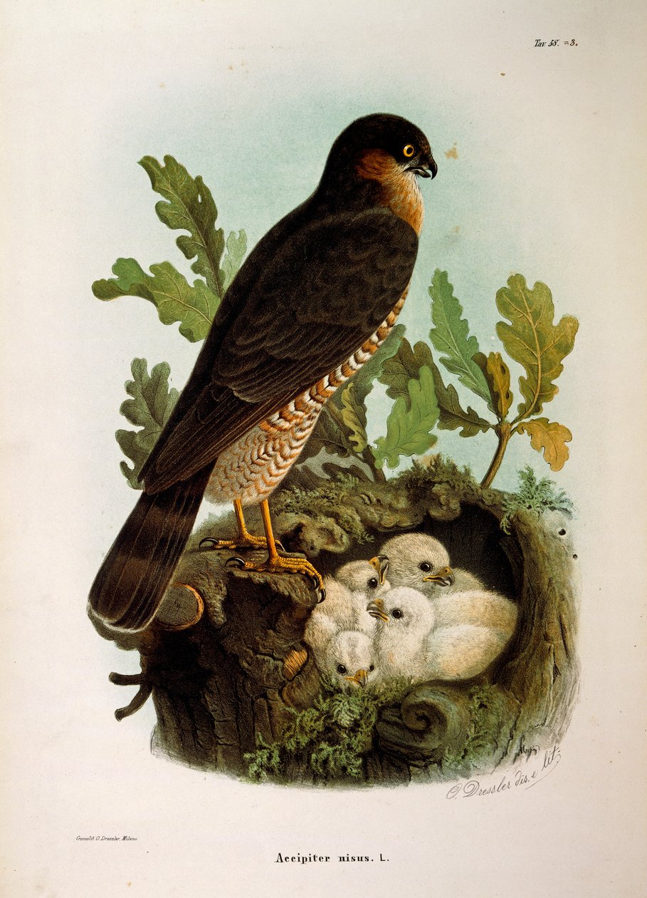 Ilustração da "História Natural das Aves que Nidificam na Lombardia" de Eugenio Bettoni representando o Gavião Eurasiático Accipiter nisus, de Oscar Dressler de Eugenio Bettoni, Oscar Dressler