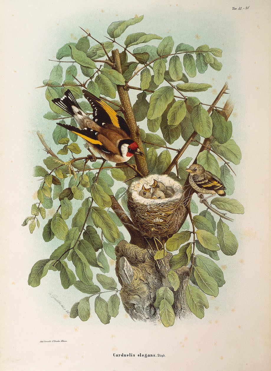 Ilustração da "História Natural das Aves que Nidificam na Lombardia" de Eugenio Bettoni, representando a família europeia Goldfinch Carduelis carduelis, de Oscar Dressler de Eugenio Bettoni, Oscar Dressler