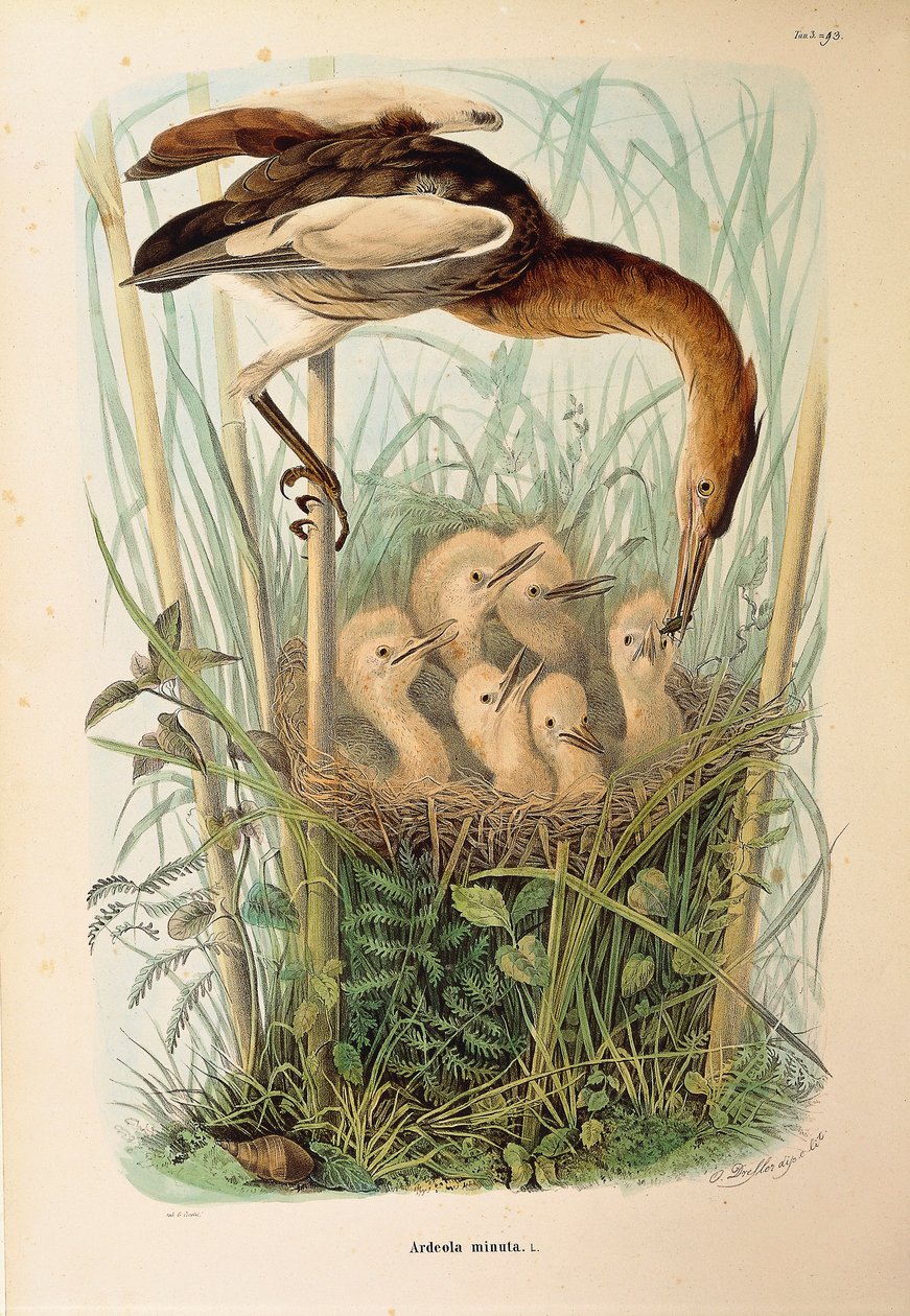 Ilustração da "História Natural das Aves que Nidificam na Lombardia" de Eugenio Bettoni, representando Little Bittern Ixobrychus minutus, de Oscar Dressler de Eugenio Bettoni, Oscar Dressler