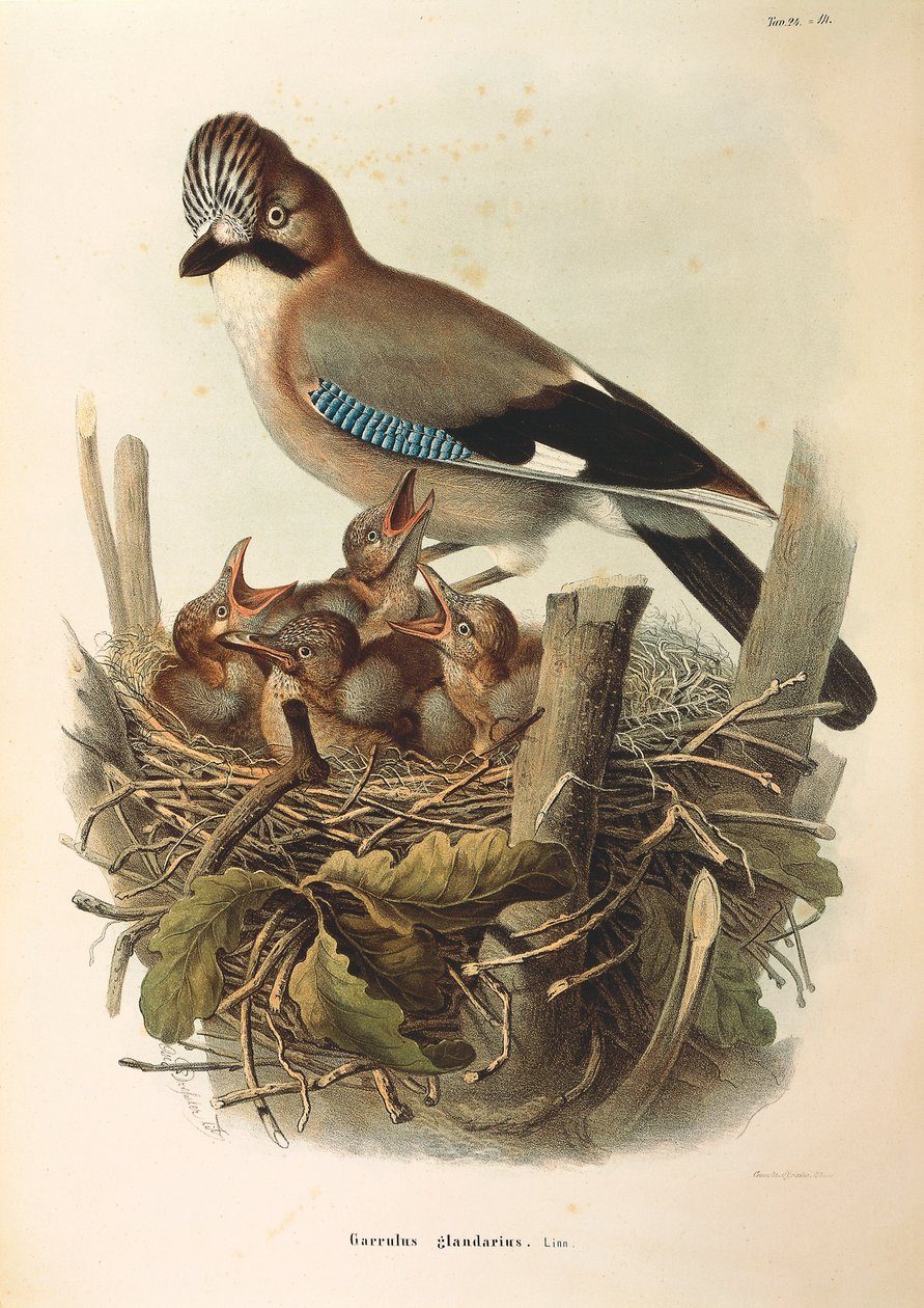 Ilustração da "História Natural das Aves que Nidificam na Lombardia" de Eugenio Bettoni, representando Jay Garrulus glandarius eurasiático, de Oscar Dressler de Eugenio Bettoni, Oscar Dressler