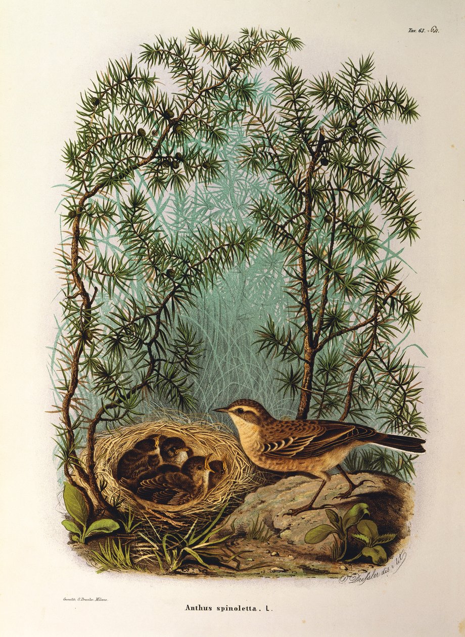 Ilustração da "História Natural das Aves que Nidificam na Lombardia" de Eugenio Bettoni, representando Water Pipit Anthus spinoletta, de Oscar Dressler de Eugenio Bettoni, Oscar Dressler