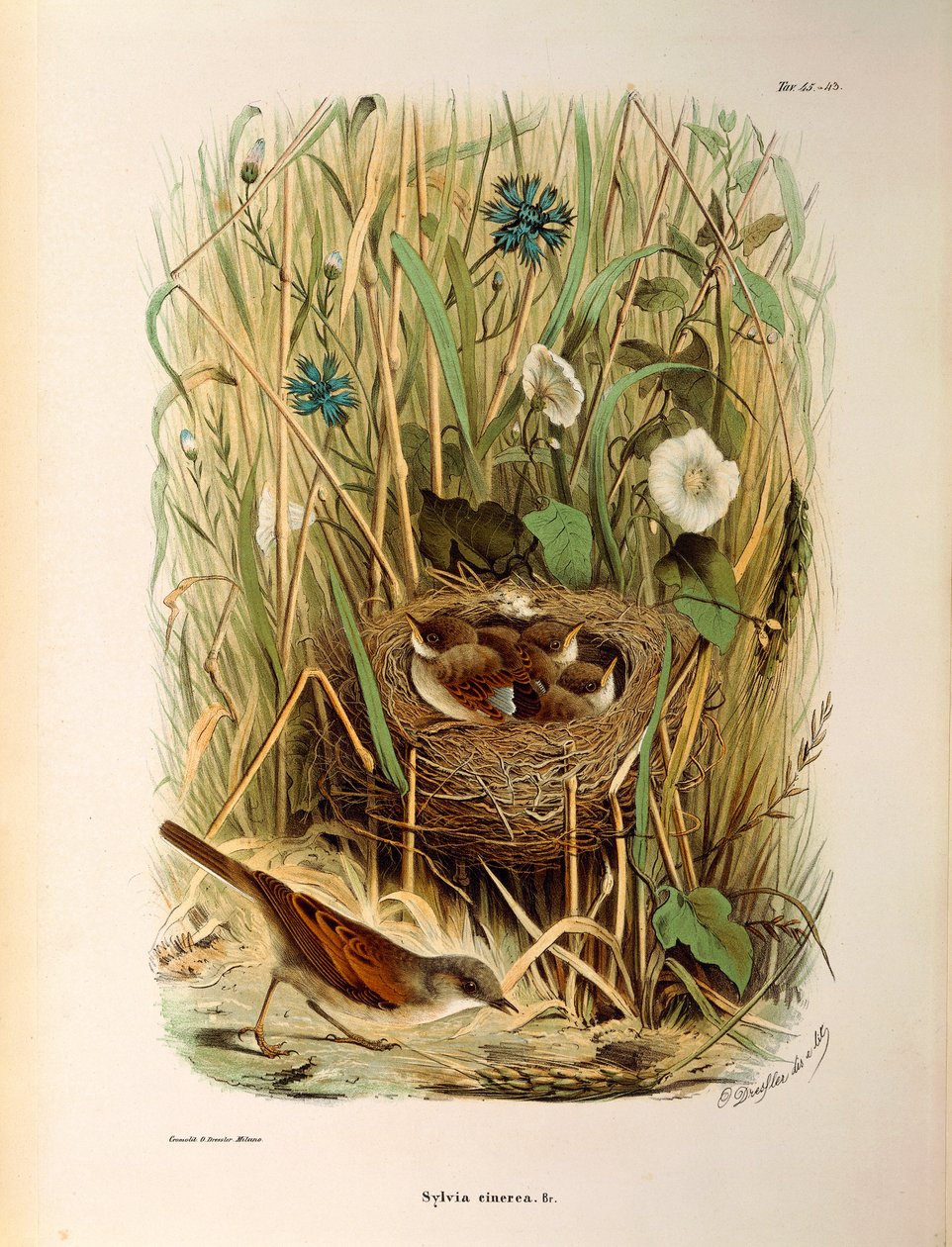 Ilustração da "História Natural das Aves que Nidificam na Lombardia" de Eugenio Bettoni representando Whitethroat Sylvia communis ou cinerea, de Oscar Dressler de Eugenio Bettoni, Oscar Dressler
