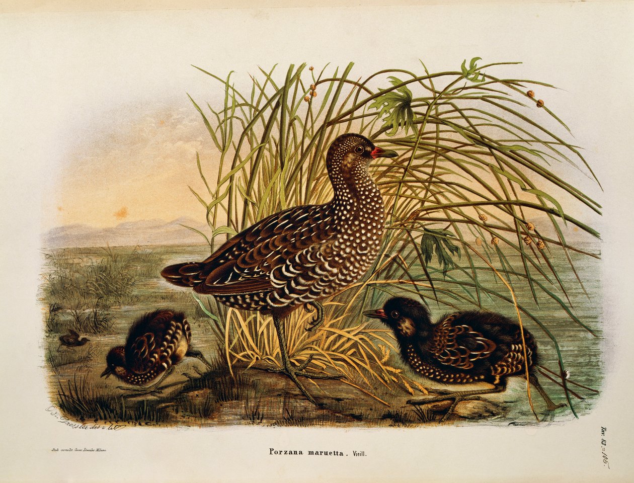 Ilustração da "História Natural das Aves que Nidificam na Lombardia", de Eugenio Bettoni, representando o Craque Porzana Porzana Manchada, de Oscar Dressler de Eugenio Bettoni, Oscar Dressler