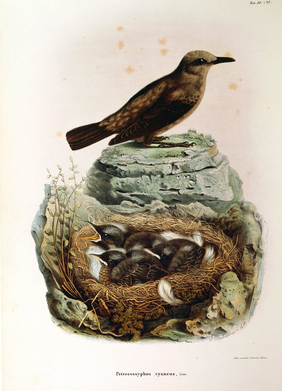 Ilustração da "História Natural das Aves que Nidificam na Lombardia" de Eugenio Bettoni representando Blue Rock Thrush Monticola solitarius, de Oscar Dressler de Eugenio Bettoni, Oscar Dressler