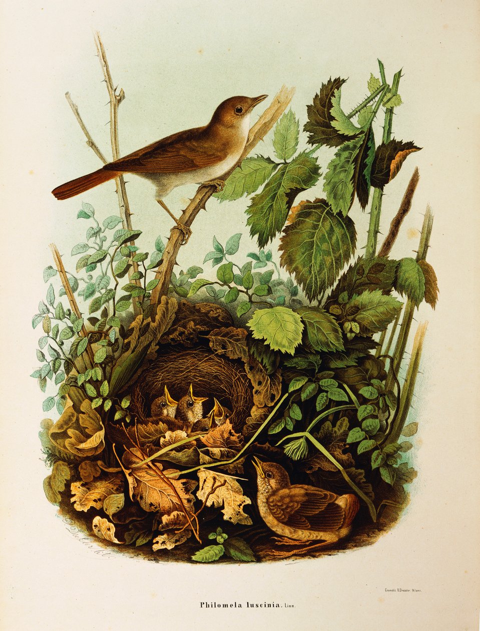 Ilustração de Eugenio Bettoni "História Natural das Aves que Nidificam na Lombardia" representando os megarhynchos do Nightingale Luscinia, de Oscar Dressler de Eugenio Bettoni, Oscar Dressler