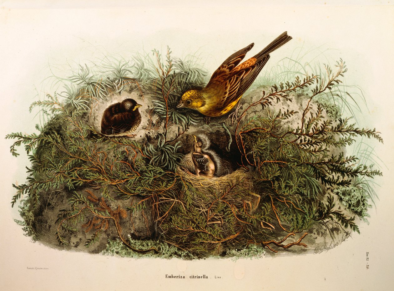 Ilustração da "História Natural das Aves que Nidificam na Lombardia" de Eugenio Bettoni, representando a Emberiza citrinella do Martelo Amarelo, de Oscar Dressler de Eugenio Bettoni, Oscar Dressler