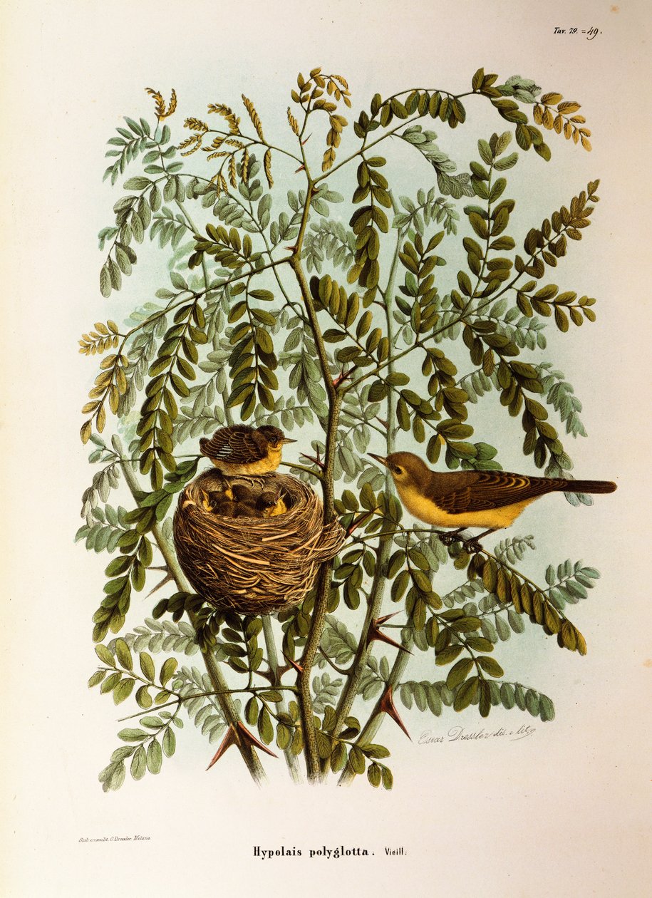 Ilustração da "História Natural das Aves que Nidificam na Lombardia" de Eugenio Bettoni, representando o Melodioso Hippolais Poliglota Hippolais, de Oscar Dressler de Eugenio Bettoni, Oscar Dressler