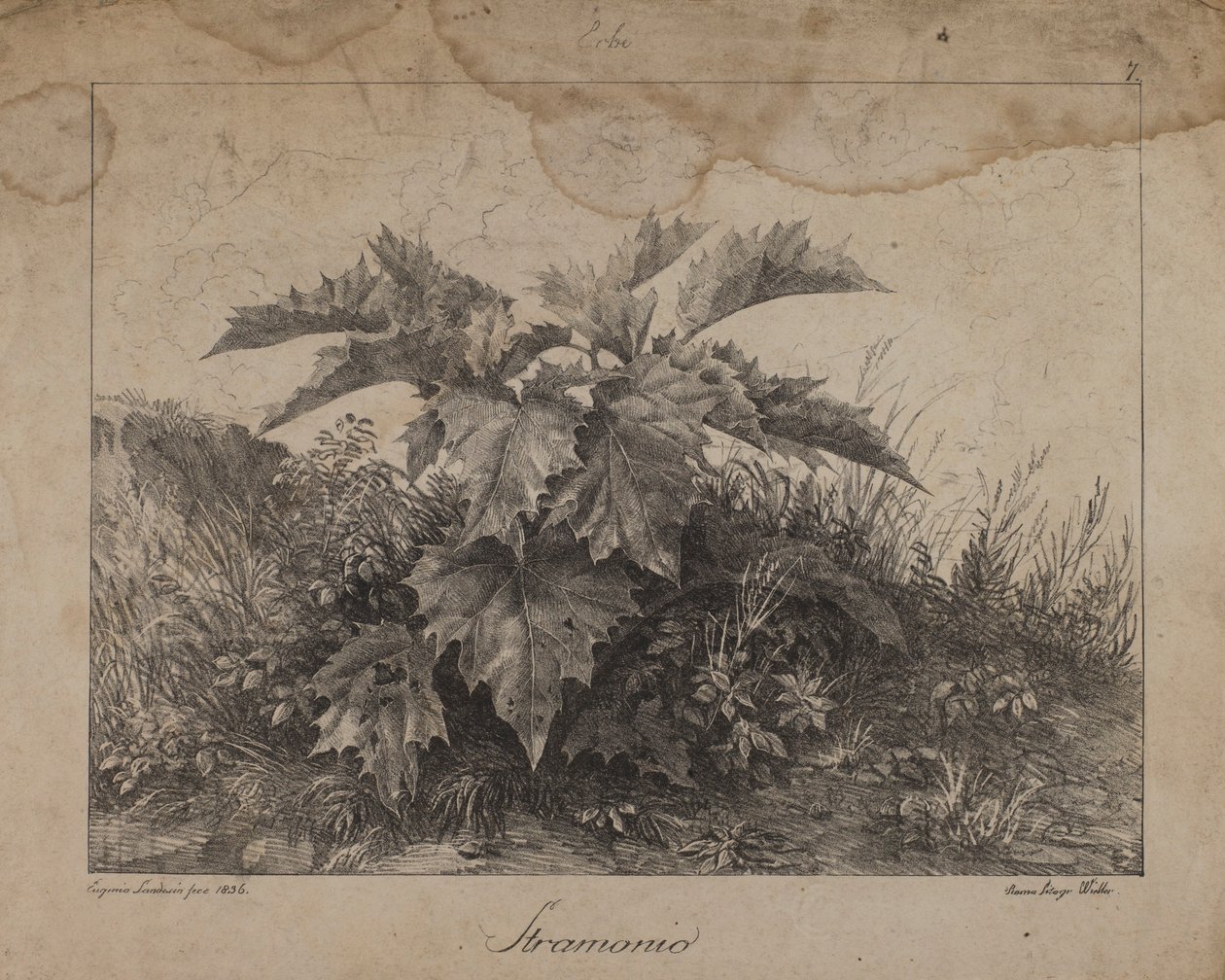 Estramónio de Eugenio Landesio