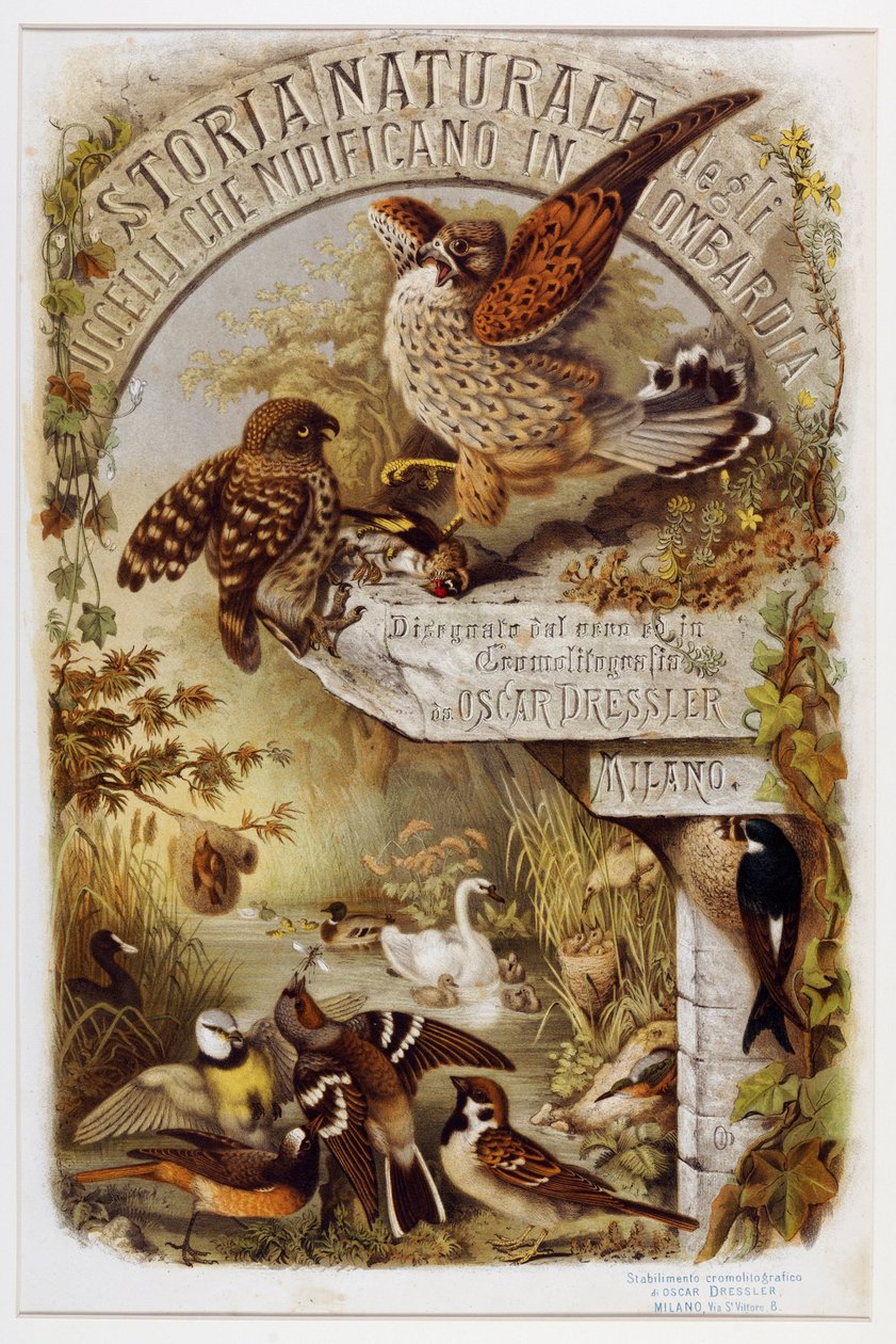 Frontispício da história natural das aves que nidificam na Lombardia (Cromolitografia) de Eugenio and Dressler Oscar  Bettoni