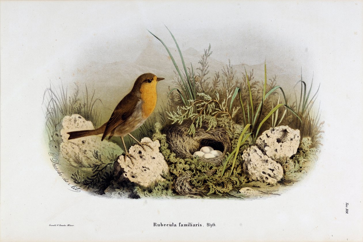 Representação do Desfiladeiro Vermelho (Rubecula familiaris) (Cromolitografia de Eugenio and Dressler Oscar  Bettoni