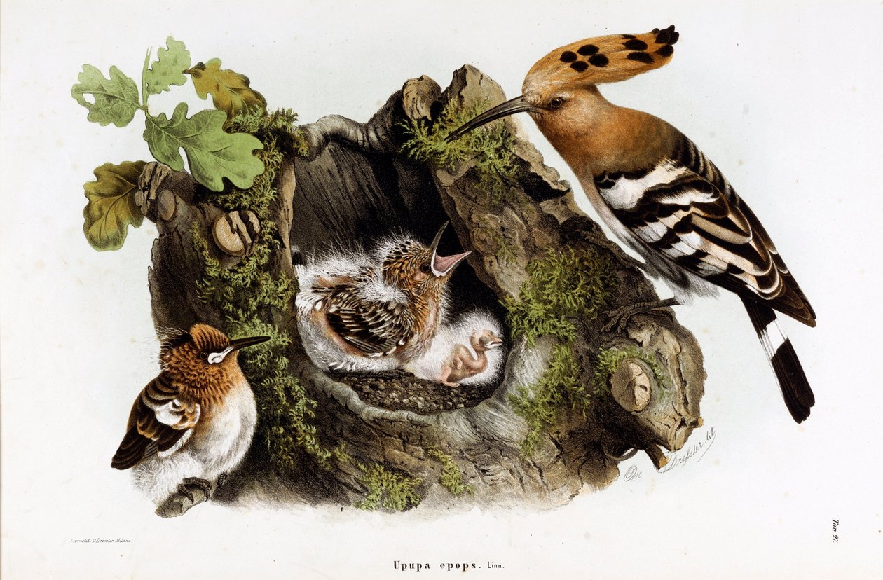 Representação da fasciee Huppe (Upupa epops) (Hoopoe) (Cromolitografia) de Eugenio and Dressler Oscar  Bettoni