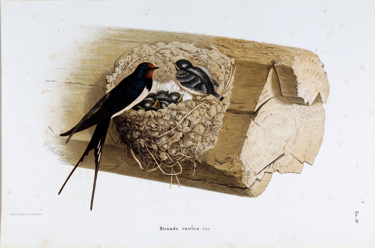 Representação do ninho de andorinha (Hirundo rustica ou andorinha) (Cromolitografia de Eugenio and Dressler Oscar  Bettoni