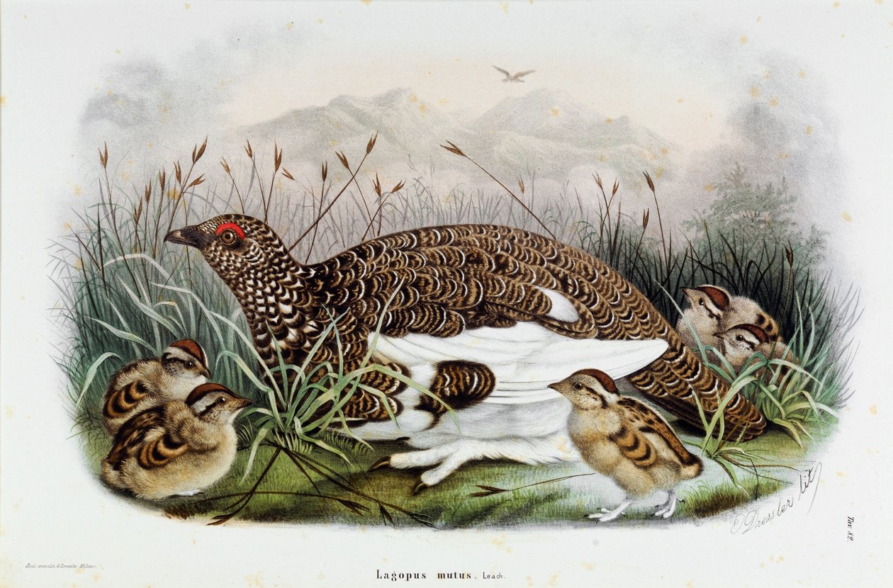 Representação da perdiz (Perdiz ou Lagopus mutus) (Cromolitografia de Eugenio and Dressler Oscar  Bettoni