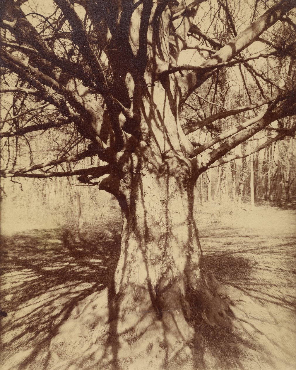 Árvore de faia de Eugène Atget
