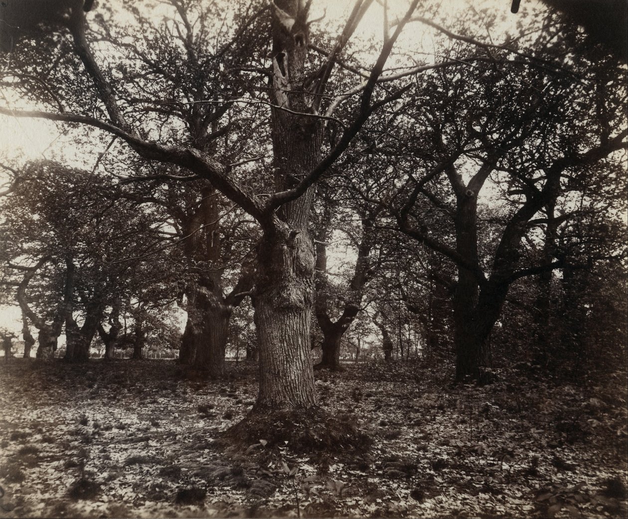 castanha de Eugène Atget