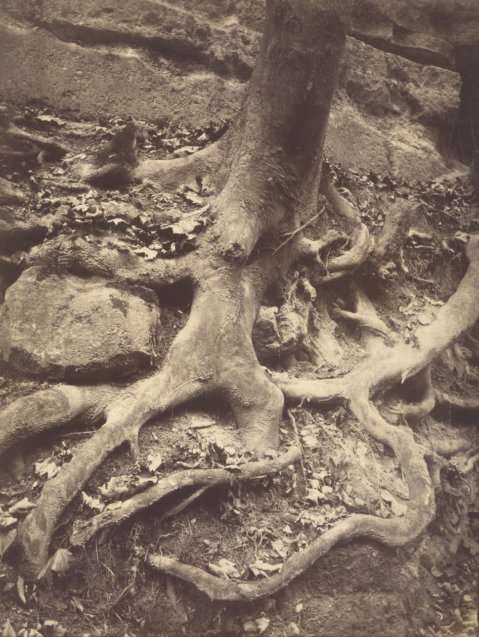 Raízes das Árvores, Saint-Cloud de Eugène Atget